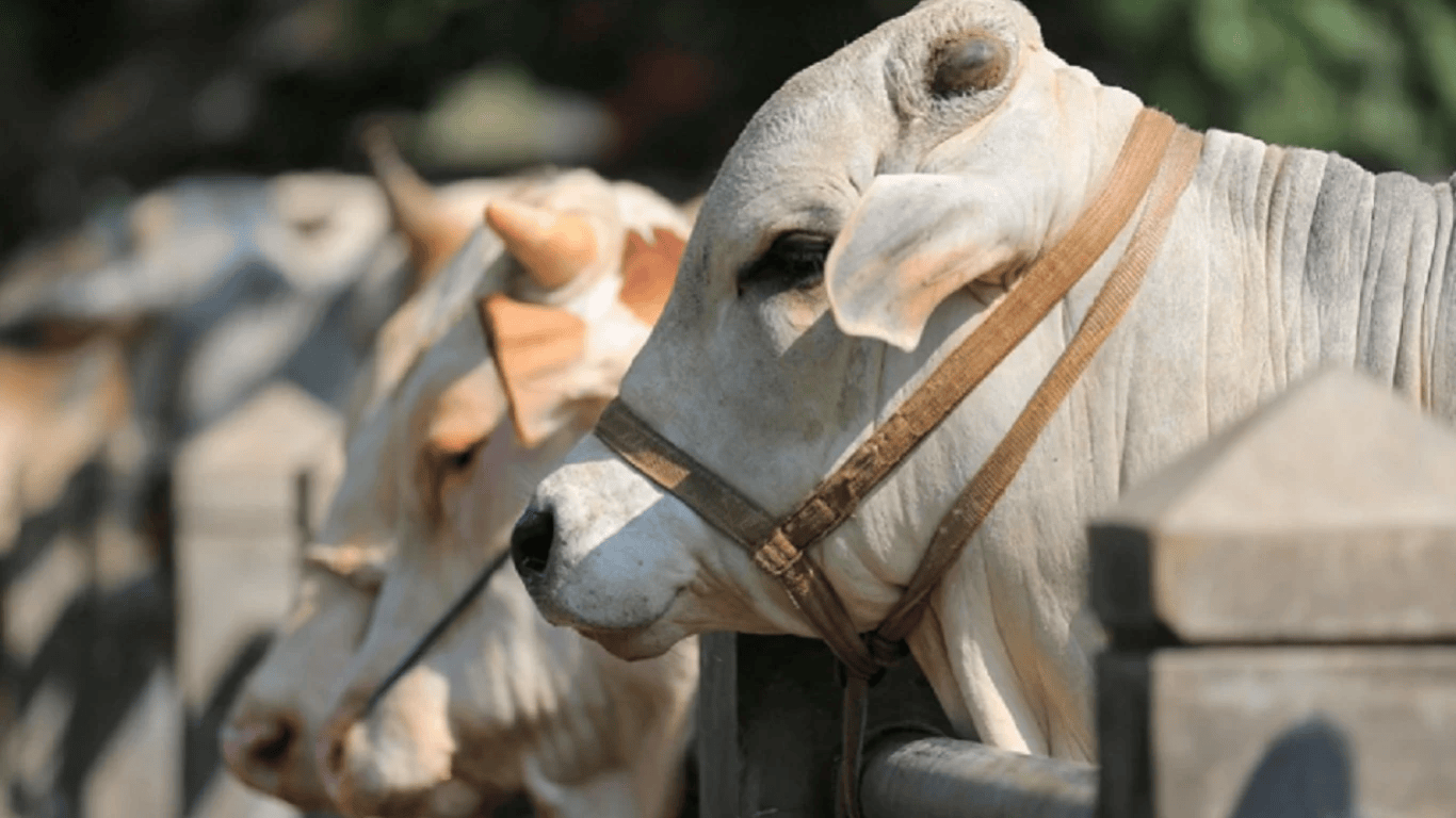 Muslims preparing Qurbani meat for distribution to families in need during Eid al Adha